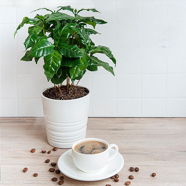 Arabica Coffee Plant
