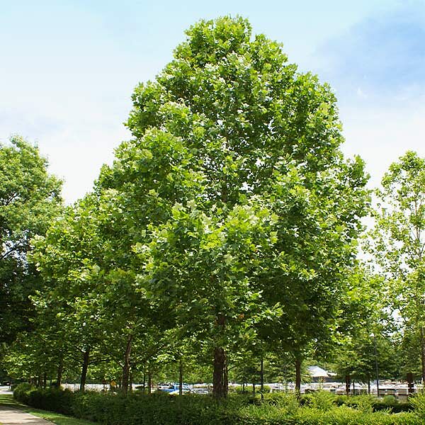 American Sycamore Tree