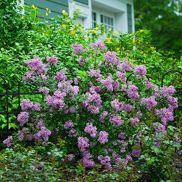 Proven Winners® Bloomerang® Lilac Shrub