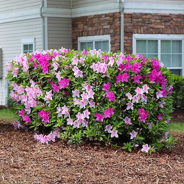 Conversation Piece Azalea