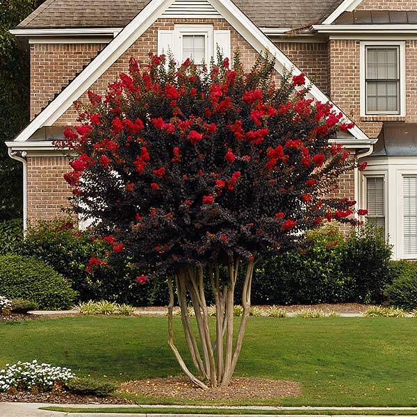 Black Diamond® Best Red™ Crape Myrtle Tree