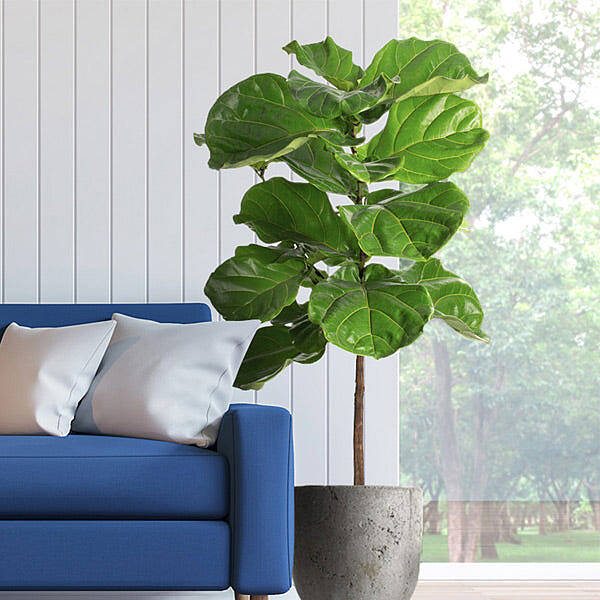 Fiddle-Leaf Fig Tree