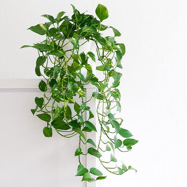Golden Pothos