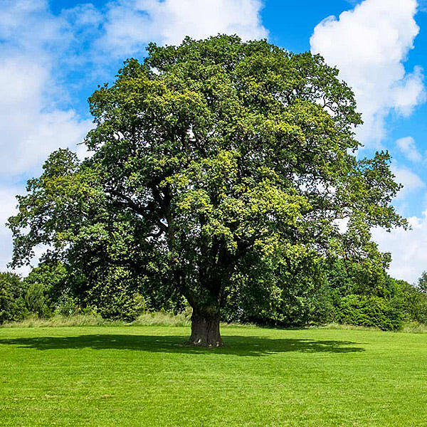 Shumard Oak Tree