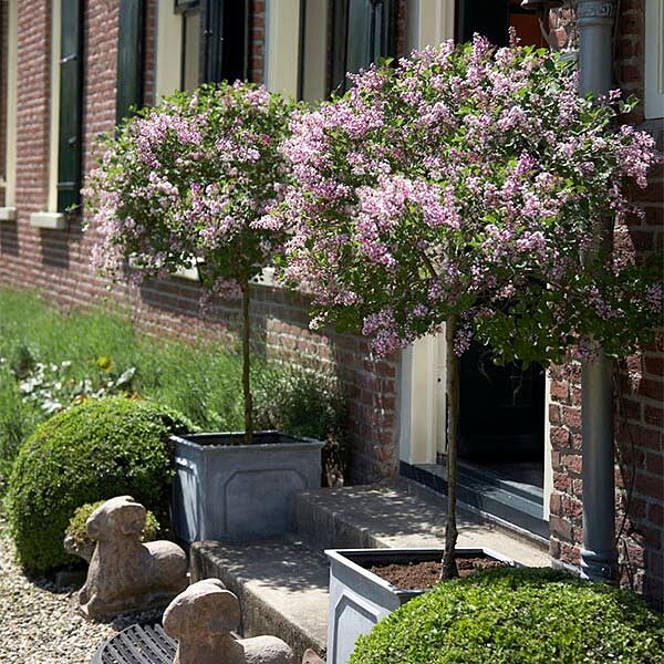Proven Winners® Bloomerang® Lilac Tree