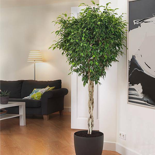 Braided Benjamina Ficus Tree