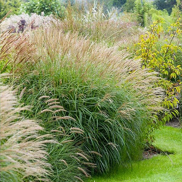 Adagio Maiden Grass