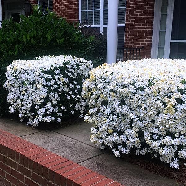 Kleim's Hardy Gardenia Shrub
