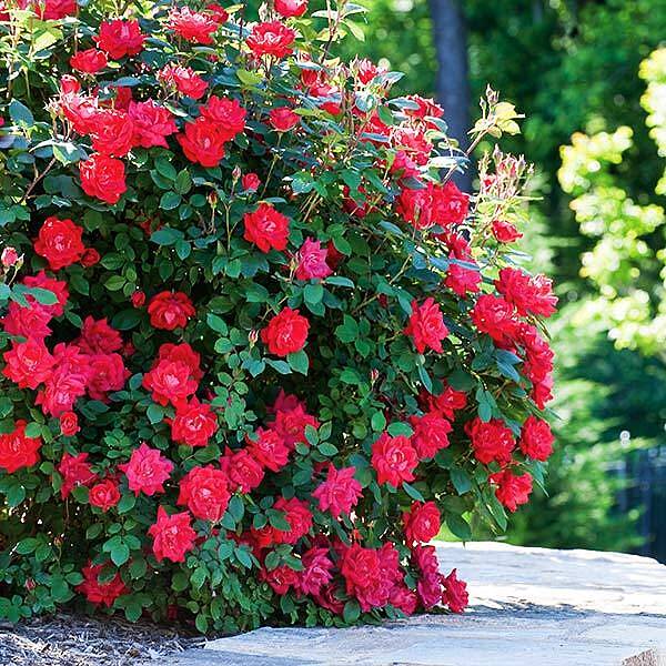 Double Knock Out® Rose Shrub