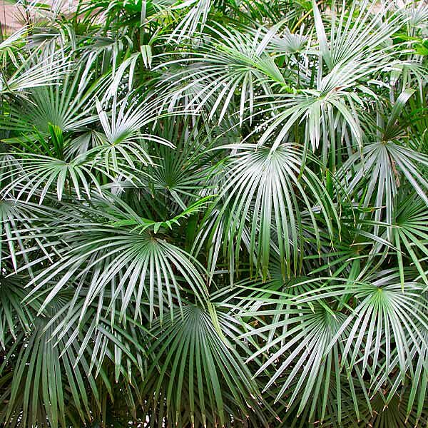 Needle Palm Tree