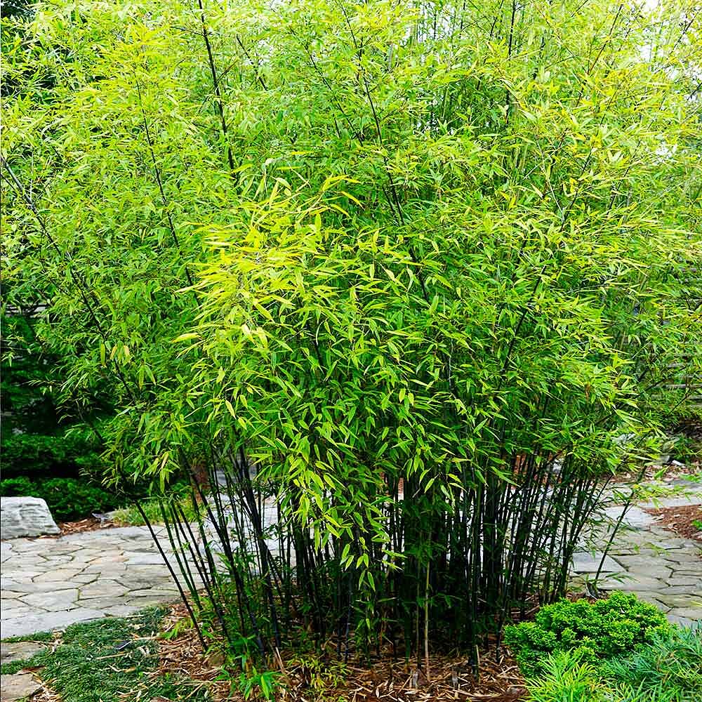 Black Bamboo Tree