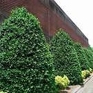 Nellie Stevens Holly Shrub
