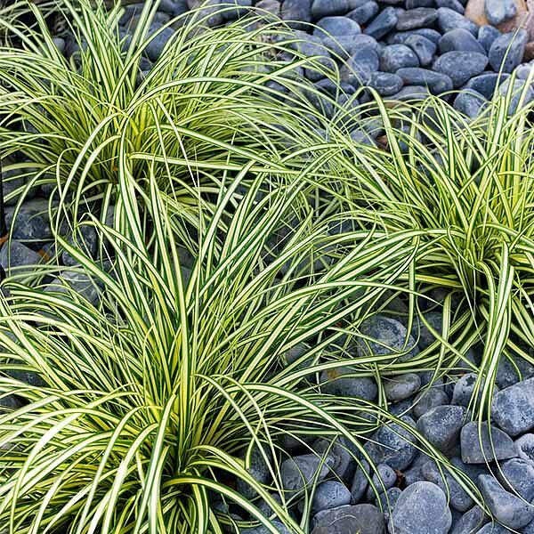 Carex Evergold (Japanese Sedge)