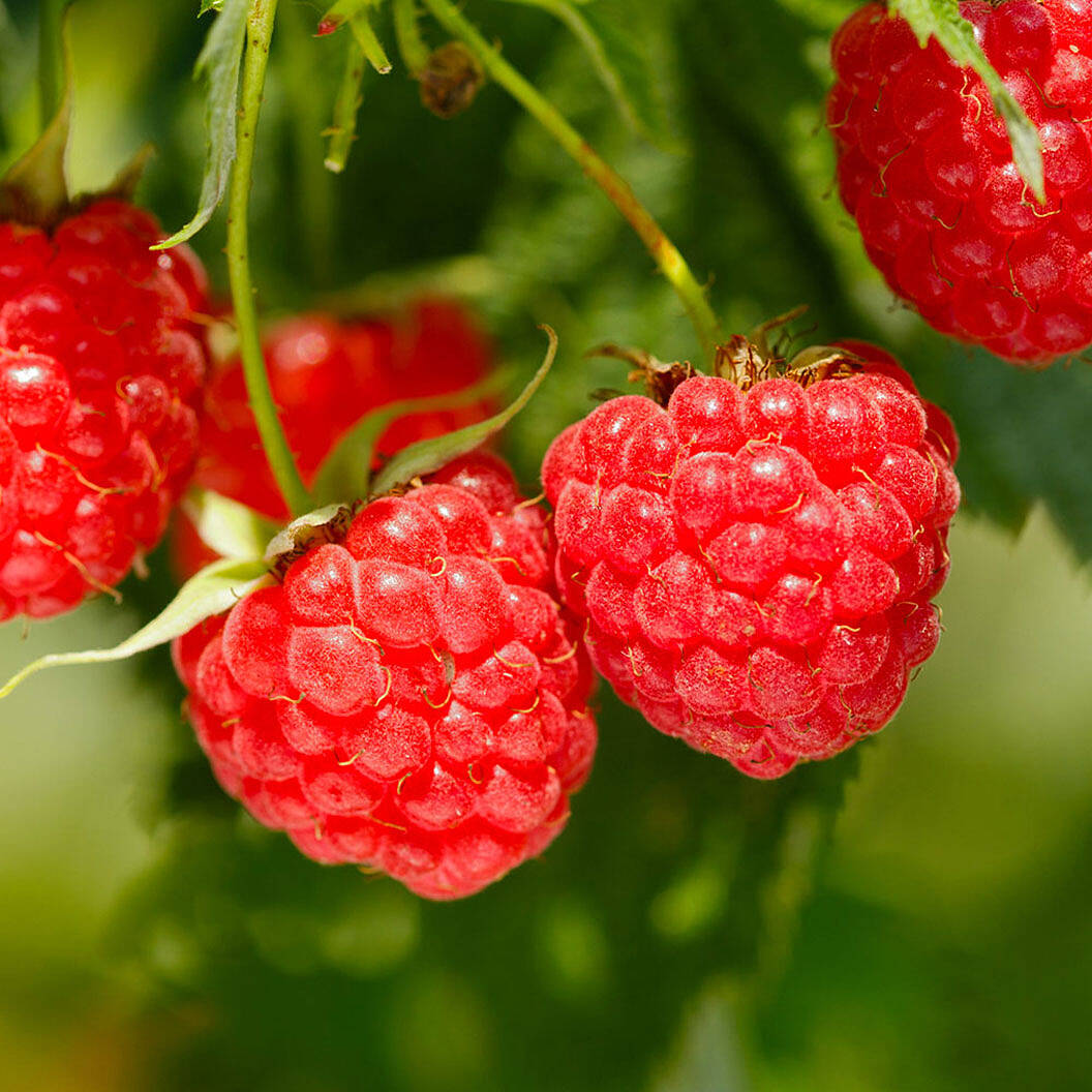 Heritage Everbearing Raspberry Bush