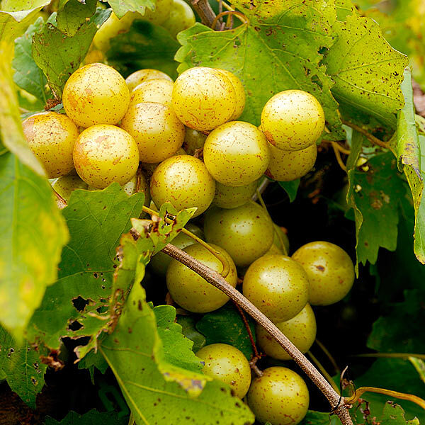 Carlos Muscadine Grape