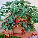 Everbearing Strawberry Bush - USDA Organic