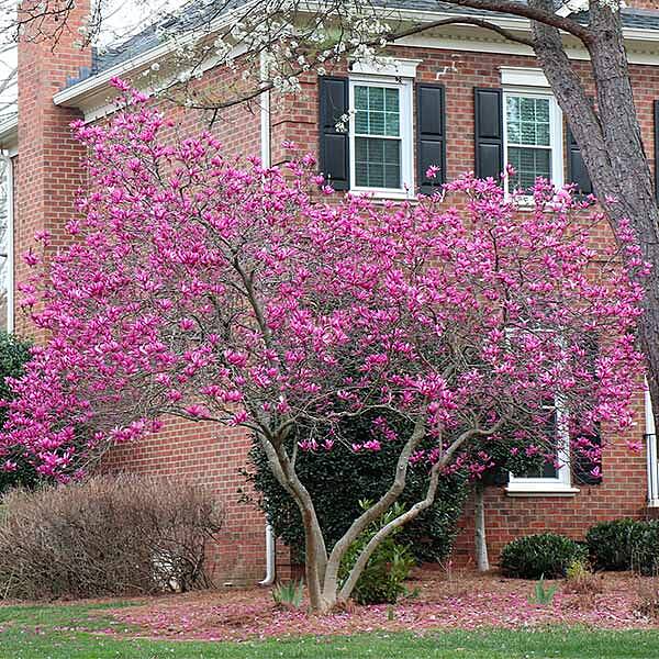 Ann Magnolia Tree