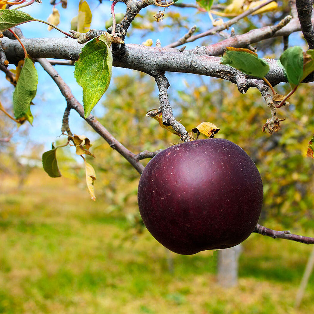 Arkansas Black Apple Tree
