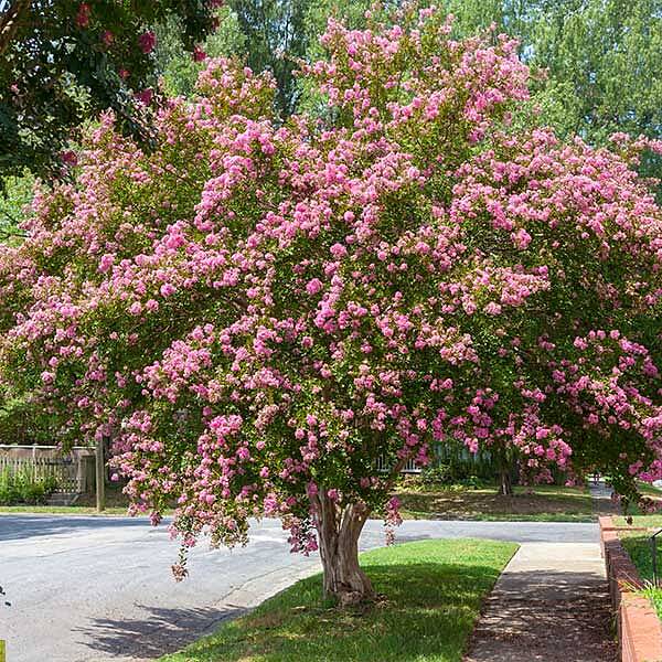 Sioux Crape Myrtle Tree