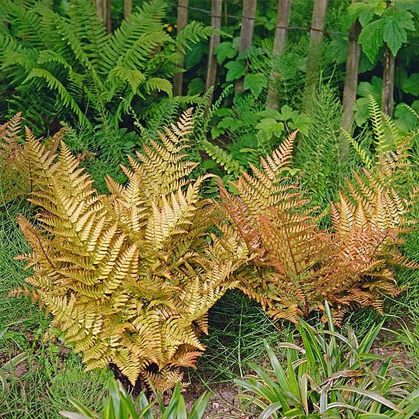 Brilliance Autumn Fern Plant