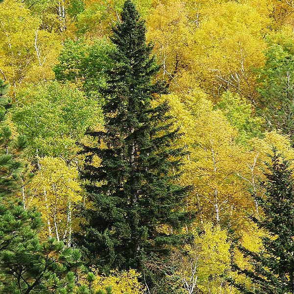 Black Hills Spruce Tree