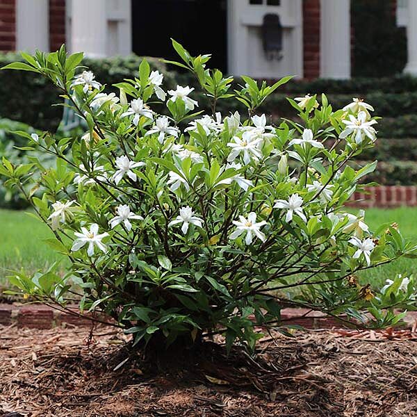 Dwarf Radicans Gardenia