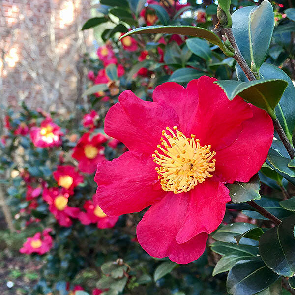 Southern Living® Yuletide Camellia