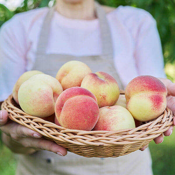 White Lady Peach Tree