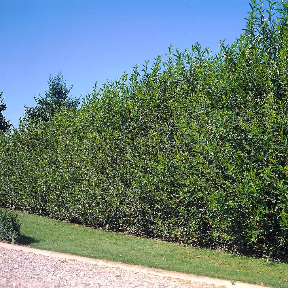 Willow Hybrid Tree