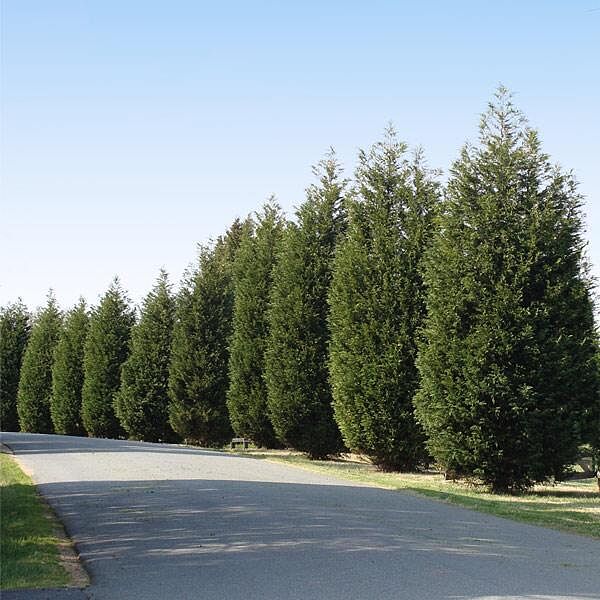 Techny Cold Hardy Thuja Tree