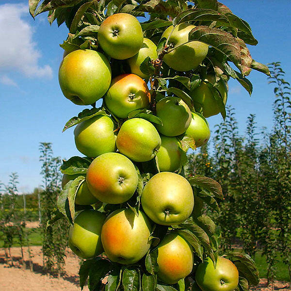 Fruit Snacks® Blushing Delight™ Columnar Apple Tree