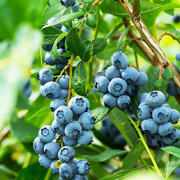 Aurora Blueberry Bush