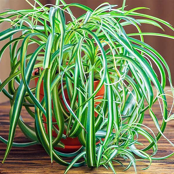 Spider Plant