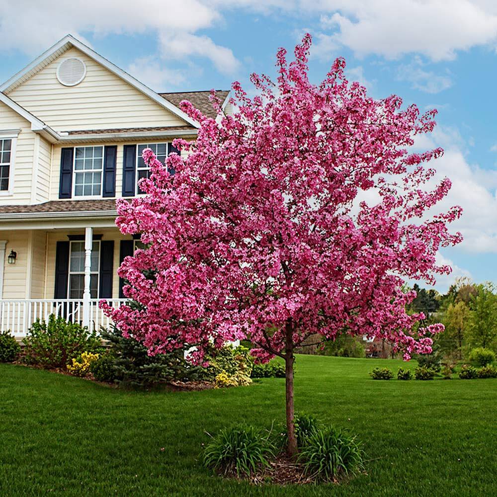 Prairifire Crabapple Tree