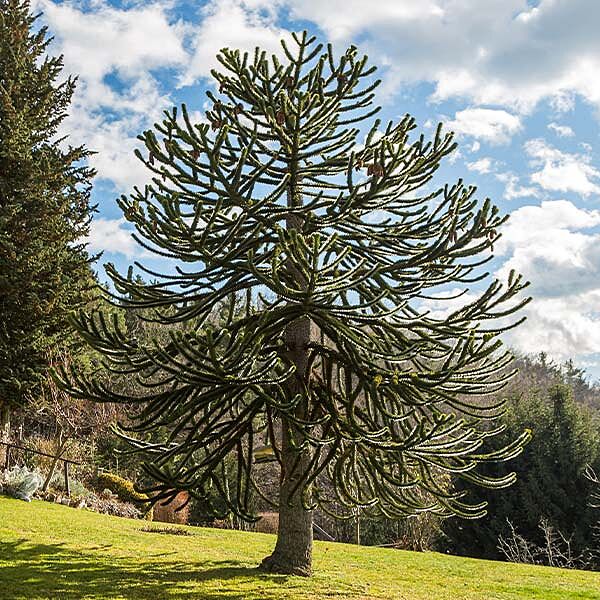 Monkey Puzzle Tree