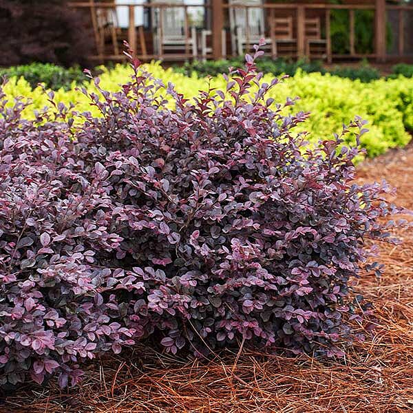 Crimson Fire™ Loropetalum Shrub