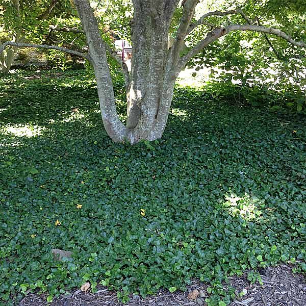 English Ivy Vine