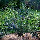 Sweetheart Blueberry Bush