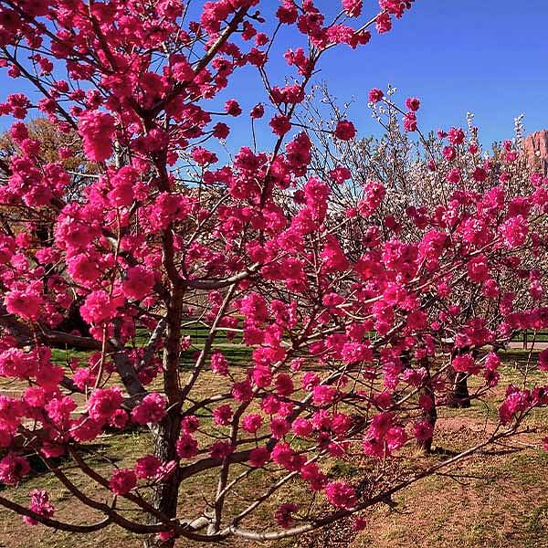 Red Baron Peach Tree