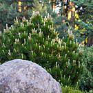 Dwarf Mugo Pine Shrub