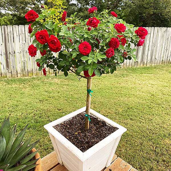 Dancing in the Dark Rose Tree