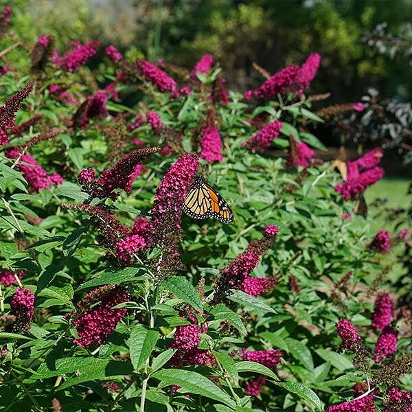 Proven Winners® Miss Molly Butterfly Bush