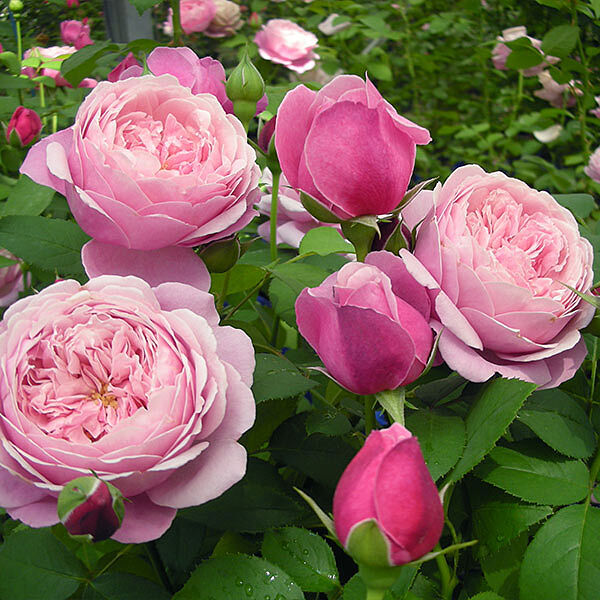 Cathedral Bells® Rose Shrub