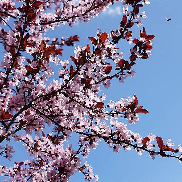 KV' Flowering Plum Tree