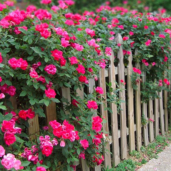 Double Pink Knock Out® Rose Shrub