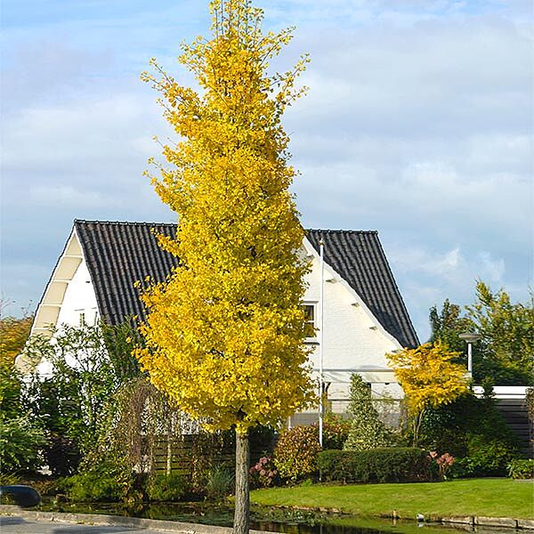 Princeton Sentry? Columnar Ginkgo Tree