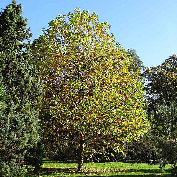 EXCLAMATION!™ London Planetree