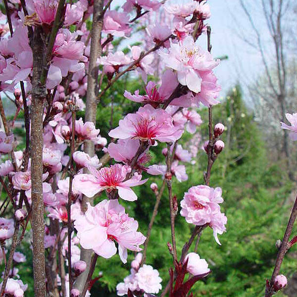 Corinthian Pink Double Flowering Peach Tree