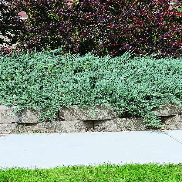 Blue Rug Juniper Groundcover