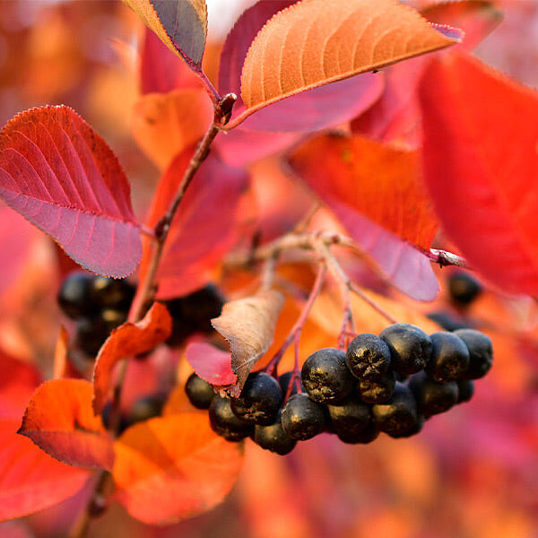 Viking Aronia Chokeberry Bush